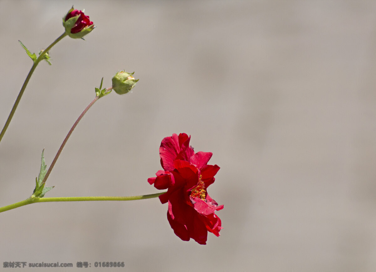 红雏菊 灰色