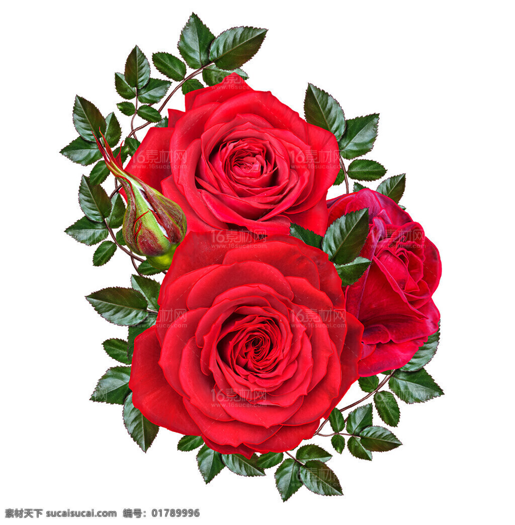 玫瑰花朵 花卉 玫瑰 红色玫瑰 情人 爱情 情侣 鲜花 花朵 红玫瑰 红花朵 鲜花图片 鲜花素材 鲜花店铺 礼物 植物 盆栽 夏天 自然
