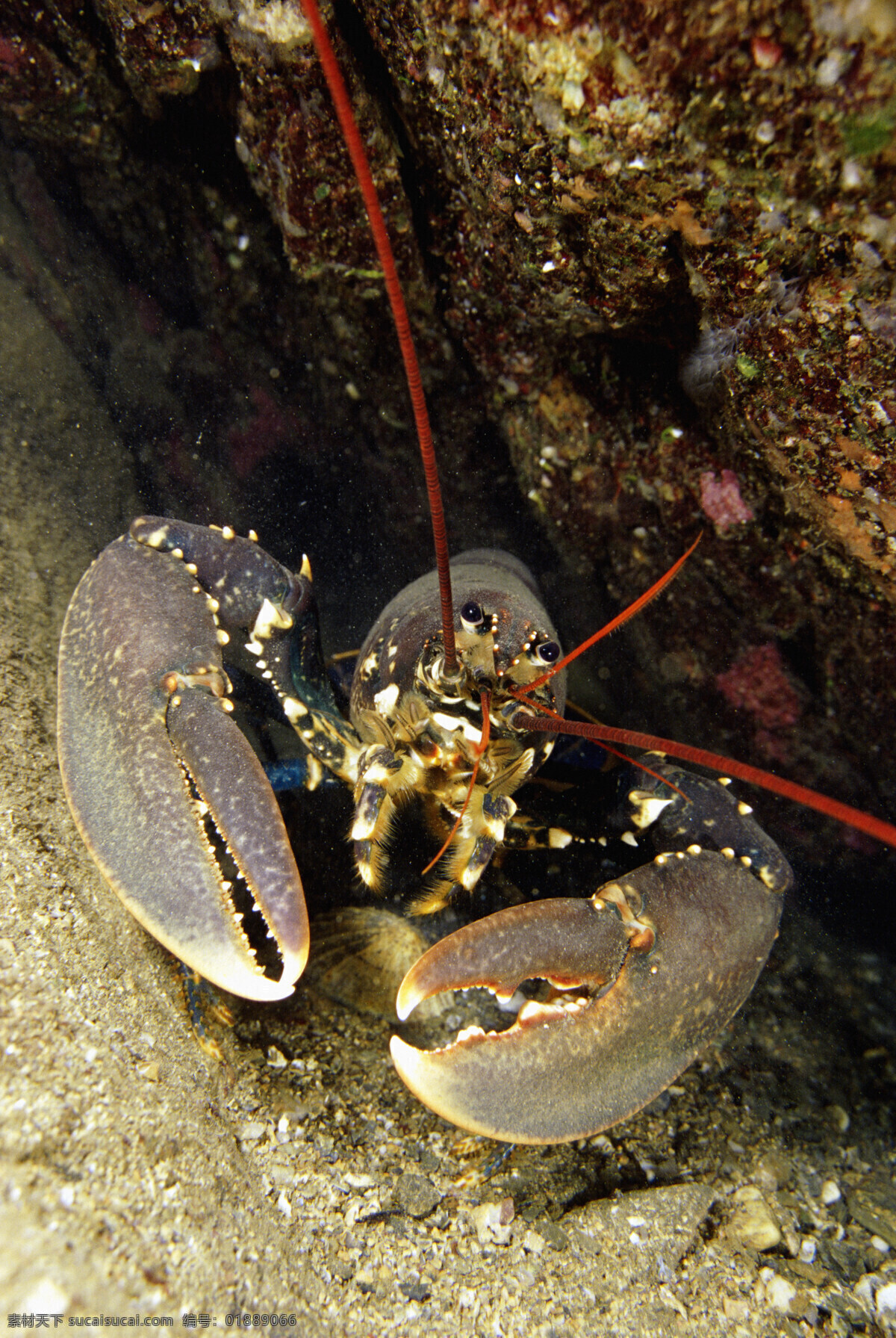 海洋生物 龙虾 海底世界 海洋 珊蝴礁石 珊蝴 礁石 生物世界