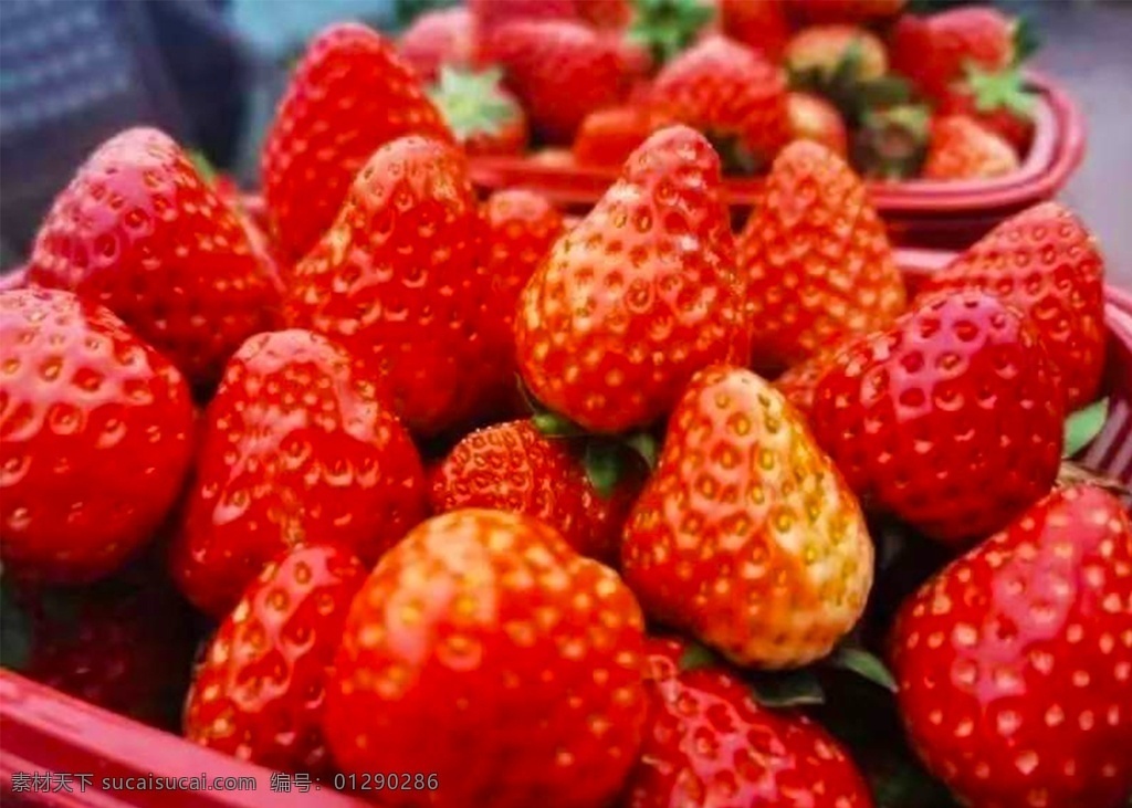 草莓图片 草莓 草 植物 吃的 生物世界 水果