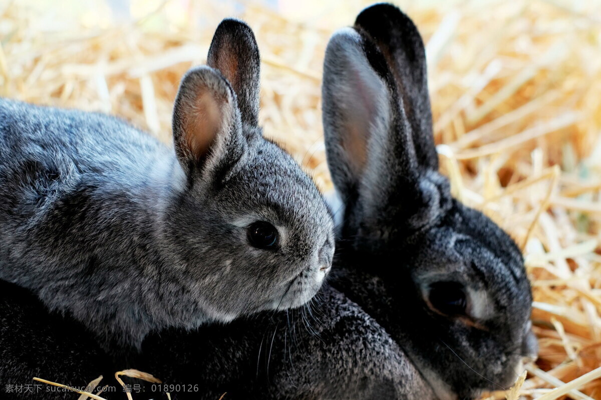 高清 可爱 灰 兔子 一对 小兔子 灰兔子 小灰兔 两只兔子