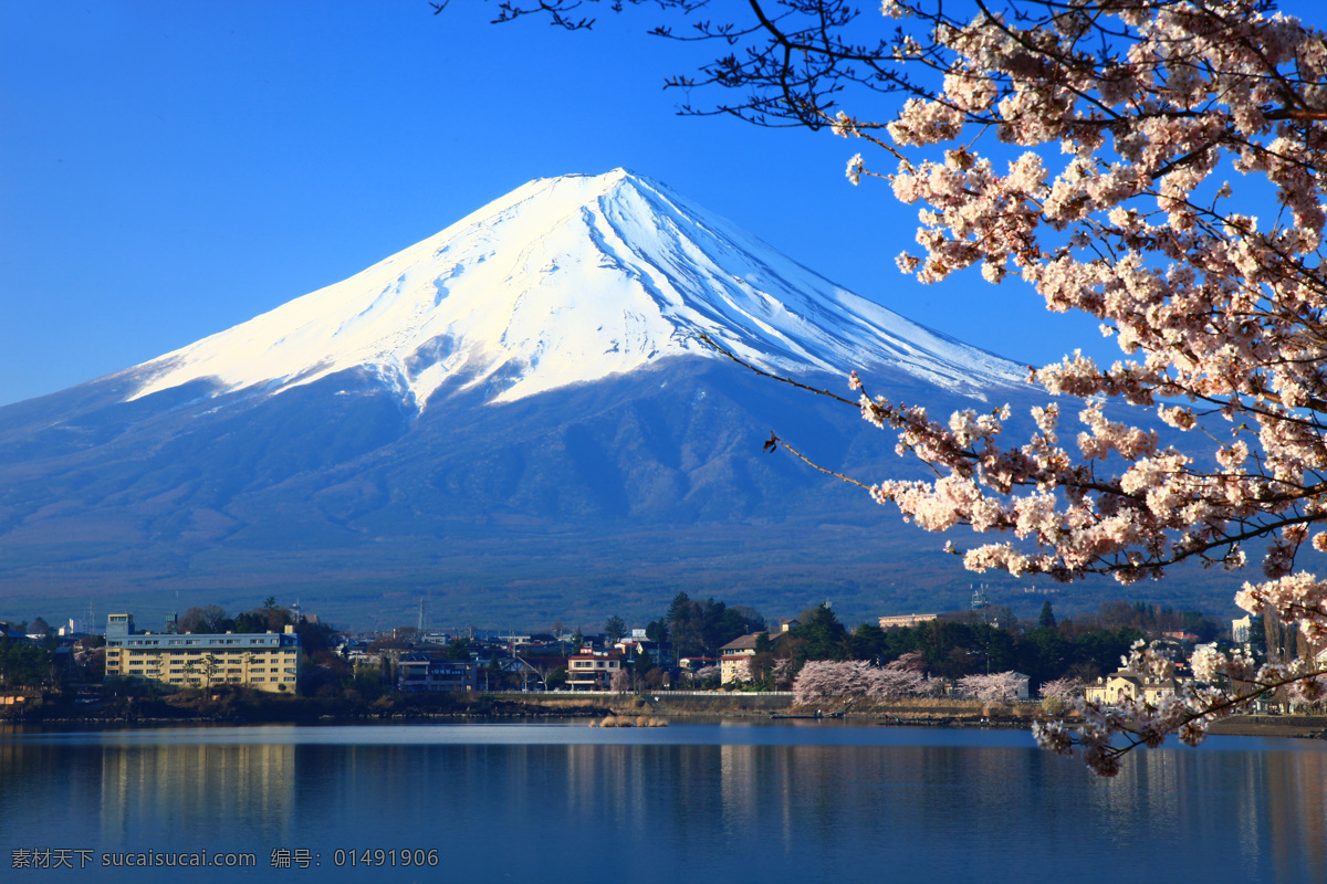 富士山樱花 日本 富士山 樱花 湖畔 湖泊 山峦 雪山 水面 自然 风景 景观 山水风景 自然景观