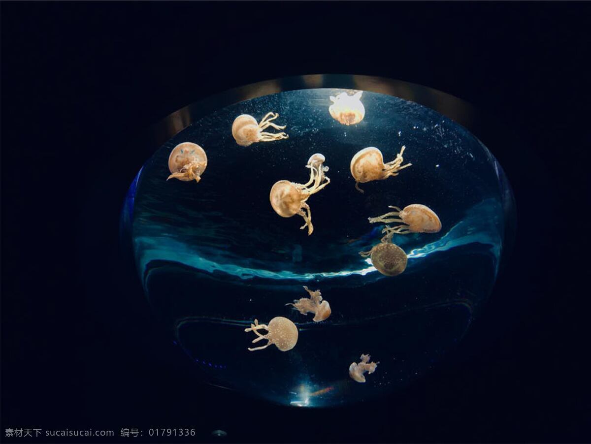 水母 大海 可爱 水 海底 透明 生物世界 海洋生物