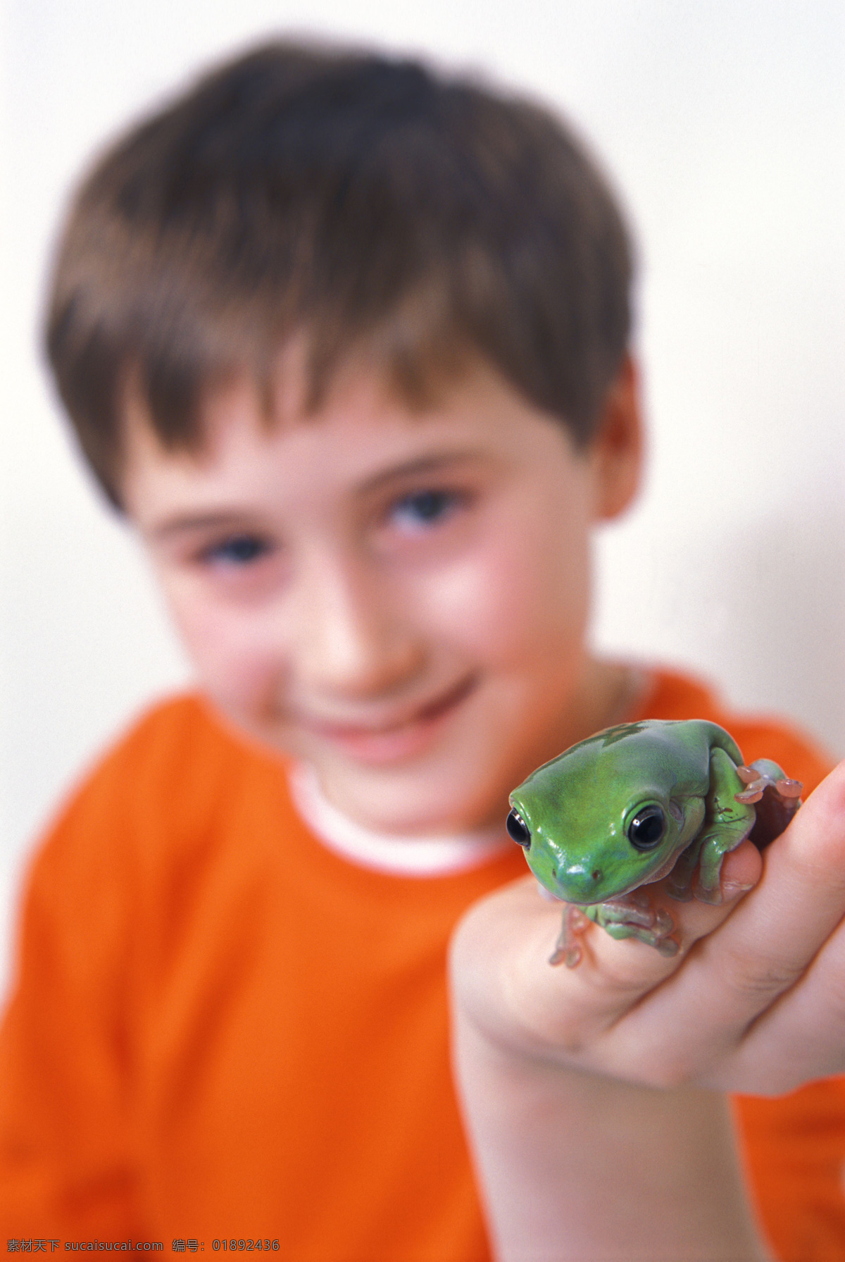 可爱 青蛙 动物 动物世界 昆虫 可爱青蛙 蛙类 人与动物 生物世界