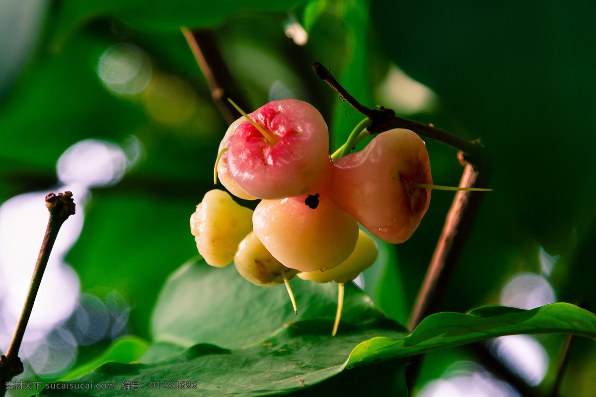 莲雾 台湾水果 热带水果 鲜果 水果 有机水果 绿色水果 农产品 生物世界
