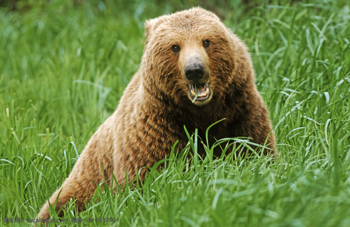 吃草的棕熊 脯乳动物 保护动物 熊 狗熊 棕熊 野生动物 动物世界 摄影图 陆地动物 生物世界 绿色