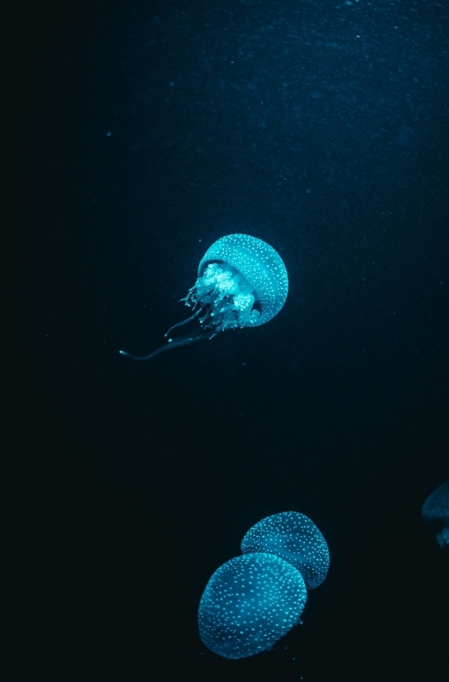 深海透明水母 蓝色 水母 深海 海洋 大海 黑暗 透明 透明水母 生物世界 海洋生物