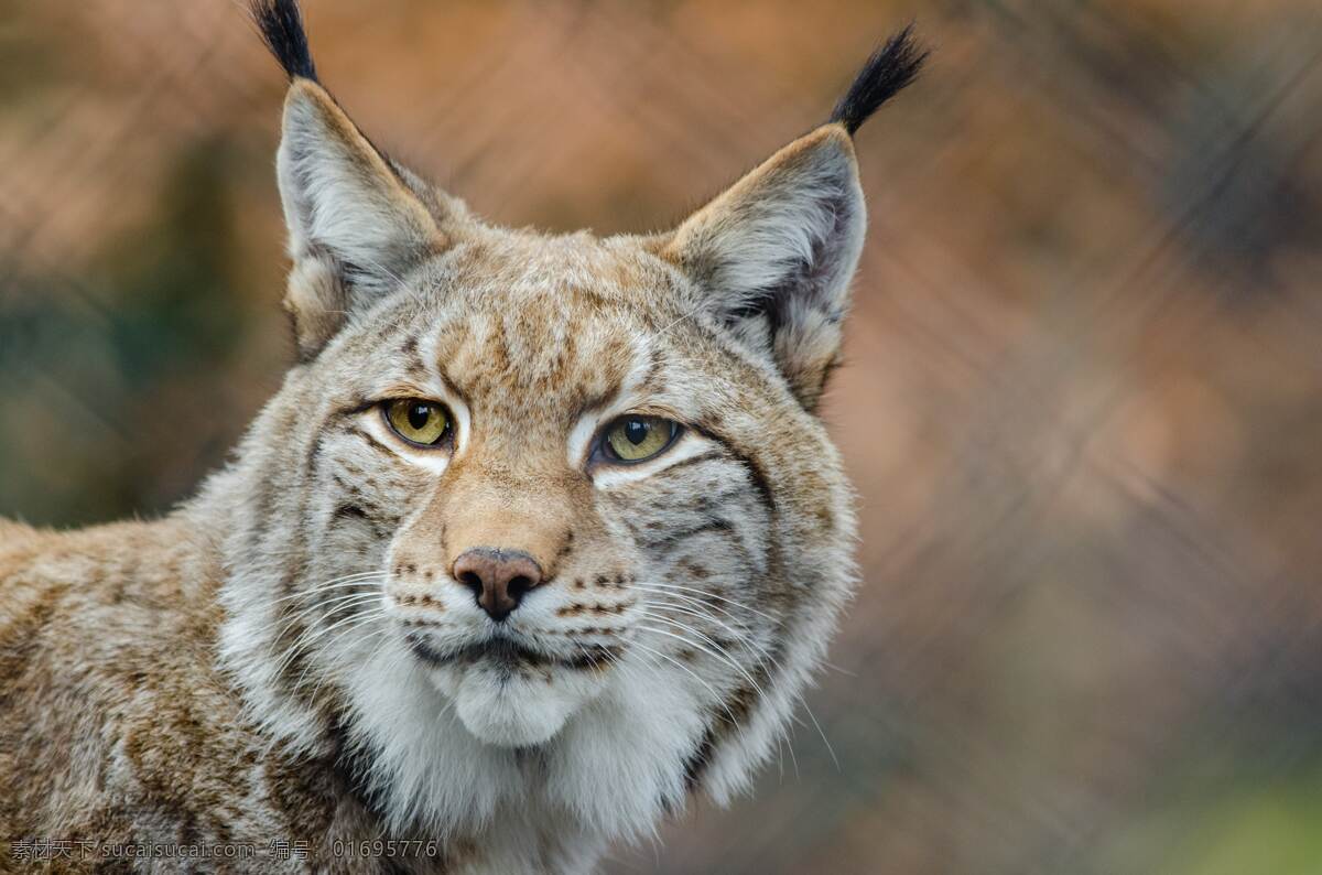 猫 野生动物 动物 宠物 温顺 摄影类 生物世界 家禽家畜 精美 爱护 萌宠 墙贴 保护宠物 可爱 活动 高清 大图 对峙 教育 对视 和睦 严肃 庄重 宠爱 森林 木材 鸟 野生鸟类 天鹅 羽毛 翅膀 飞行 季节性 鸟类