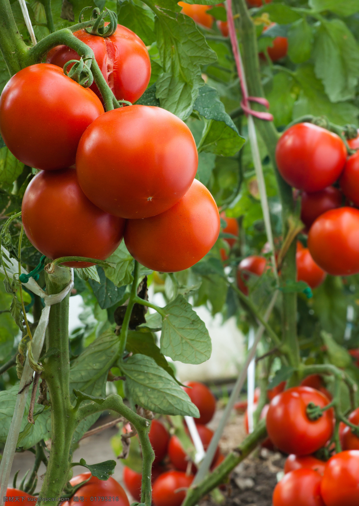 西红柿 番茄 番茄酱 蔬菜 水果 果汁 美食 小番茄 生物世界