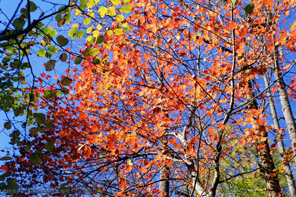 红色 树叶 风景图片 秋天风景 秋景 秋天色彩 枫叶 叶子 树木 生态环境 野外 自然 自然生态 植物 户外 清新 自然风景 自然景观 花草树木 生物世界