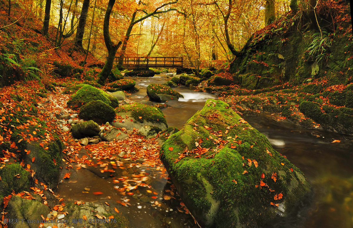 小桥流水 秋天 落叶 林间小道 小路 金花色的树叶 自然 流水 景色 小桥 山水风景 风景图片