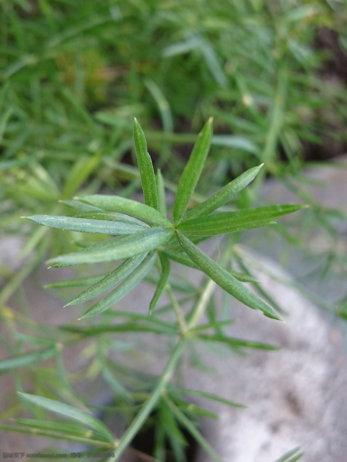 天门冬 三百棒 武竹 丝冬 老虎尾巴根 天冬草 明天冬 中药 草药 花草 树木 生物世界
