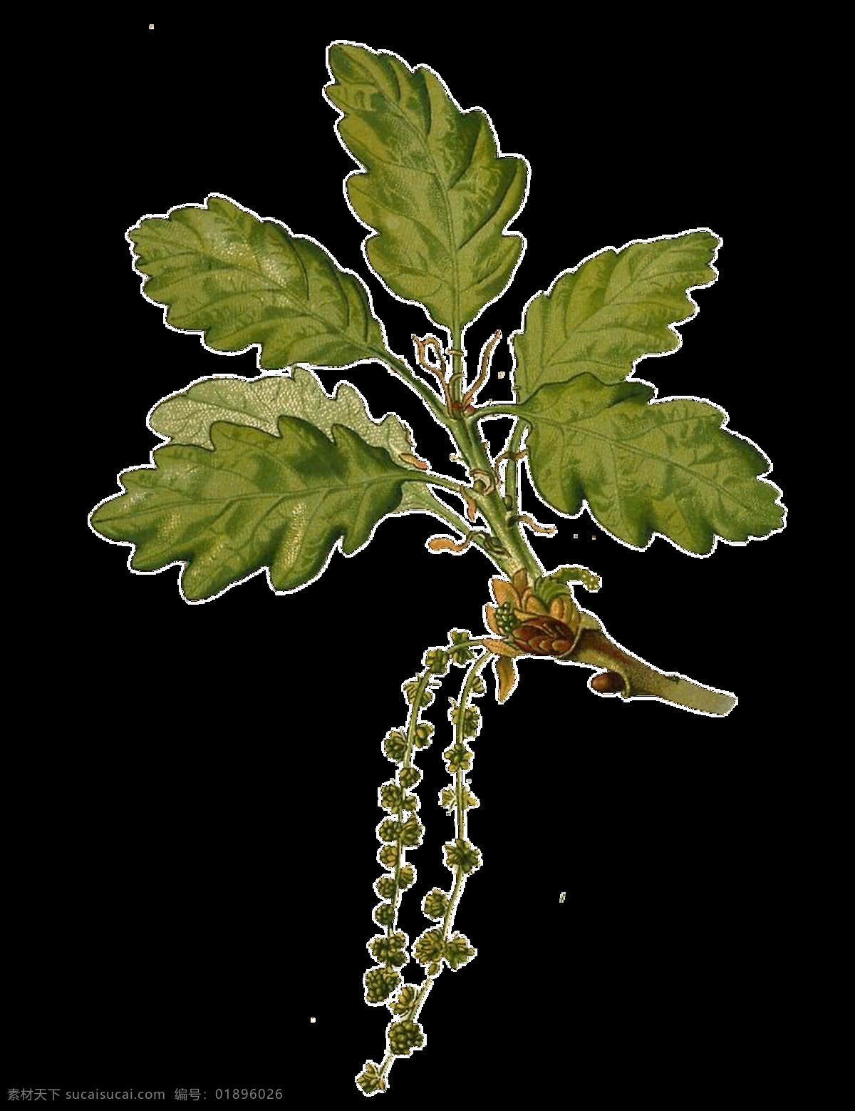 手绘 水彩 棵 绿叶 植物 透明 装饰 花茎 绿色 免扣素材 树叶 树枝 透明素材 装饰图片