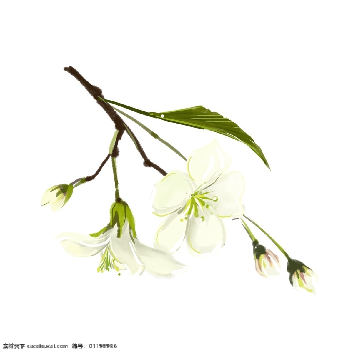 白色 春天 春季 梨花 花朵 花枝 绿叶 手绘 文艺 花苞 白色花朵