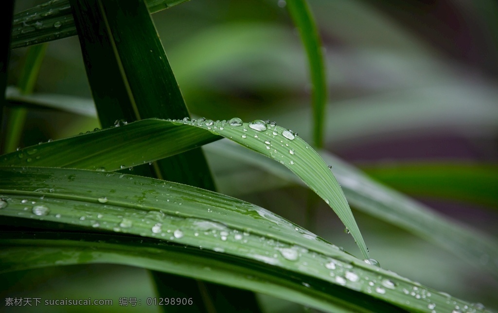 雨珠 草 野草 露珠 背景 壁纸 水珠 生物世界 花草