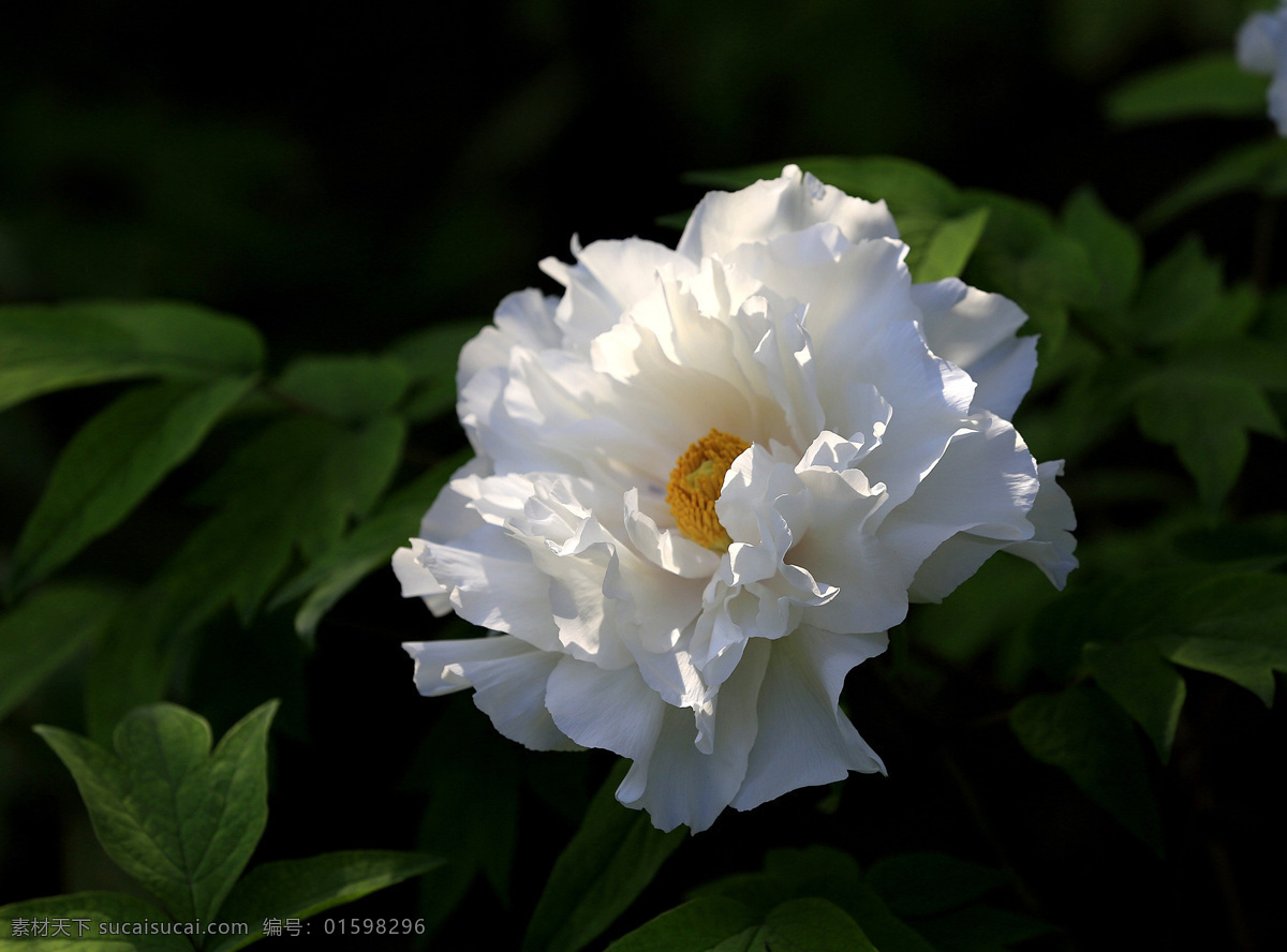 唯美 白色 牡丹花 花卉 花朵 花草