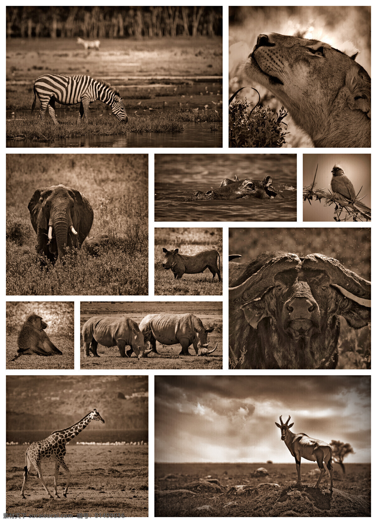 非洲 动物 黑白 照片 斑马 狮子 大象 狒狒 长颈鹿 犀牛 非洲动物 水牛 野生动物 动物摄影 动物世界 陆地动物 生物世界