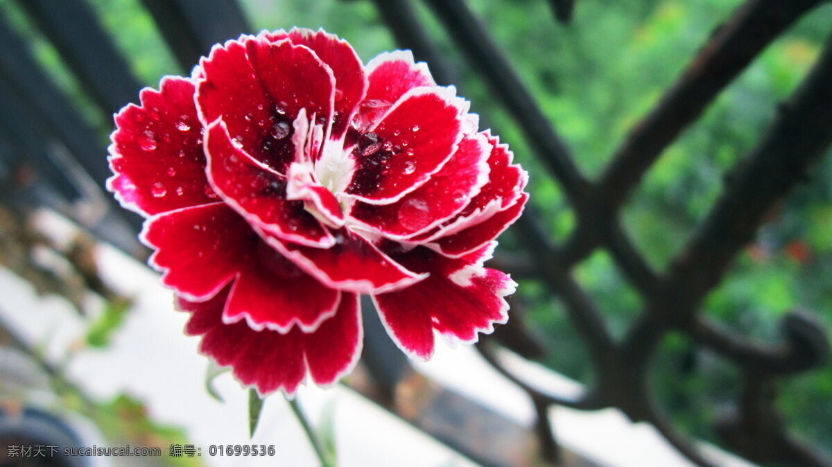 高清 红色 康乃馨 花朵 红色鲜花 花瓣 艳丽花朵 植物 花枝 花草摄影 花卉 特写