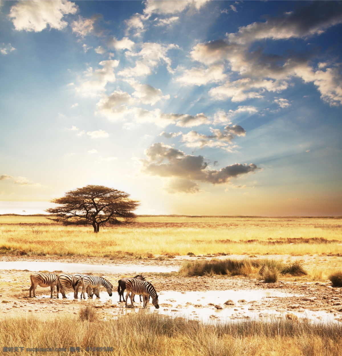 非洲 草原 上 斑马 非洲草原 平原 野生动物 动物世界 陆地动物 生物世界
