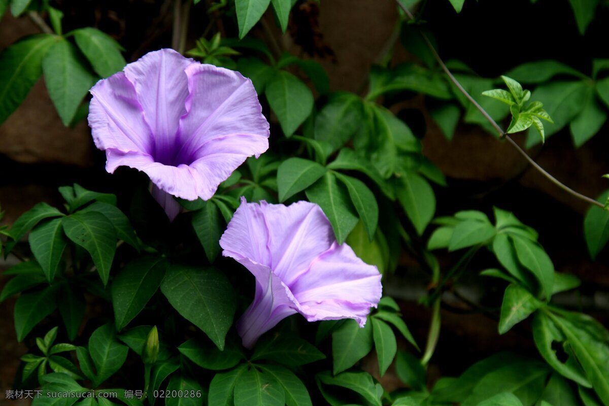 美丽 紫色 喇叭花 花卉 花朵 花草 植物 花