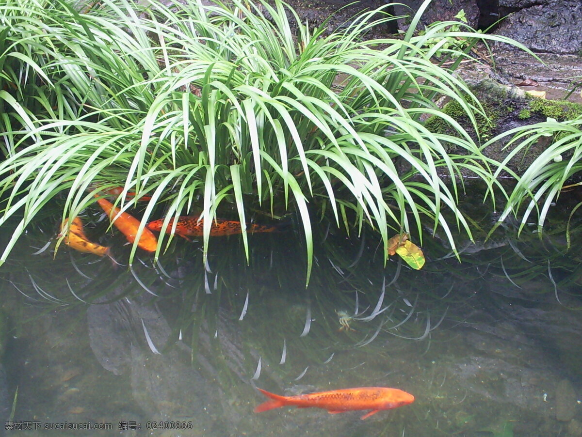 金鱼 草 花 生物世界 鱼类 水中鱼 自然景 池中鱼 花草鱼儿