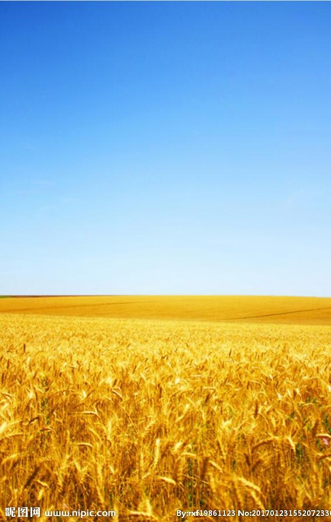天空 麦田素材 自然风景 蓝天 图片高清 自然景观 田园风光