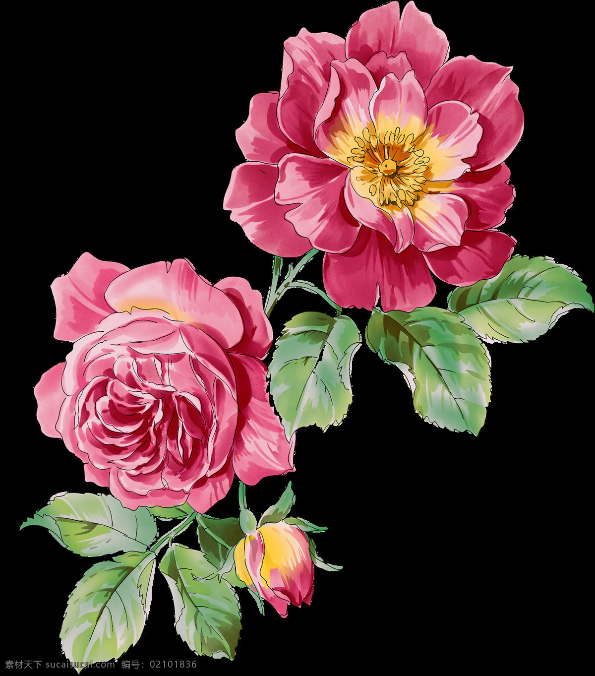 鲜艳 美丽 鲜花 透明 装饰 合集 免 扣 花卉 会场 玫瑰 蔷薇 设计元素 郁金香 植物 装扮 装饰图案