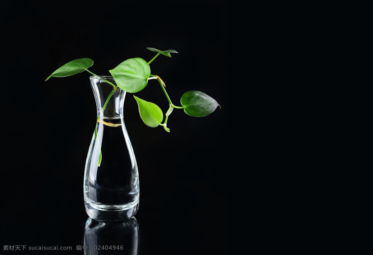 插花 绿植 水培 玻璃器皿 酒杯 分酒器 生物世界 花草