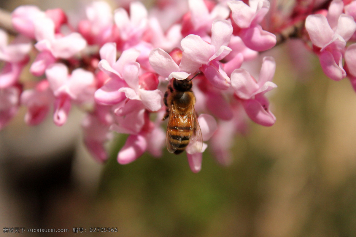 高清 鲜花 蜜蜂 盛开 洋槐花 风景 生活 旅游餐饮