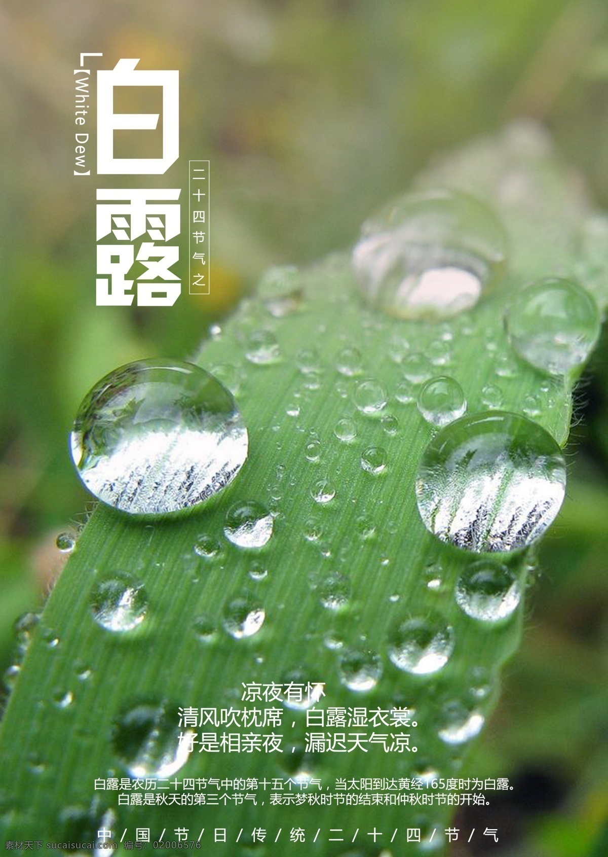 白露 清新 九月 九月白露 海报 展板 节气