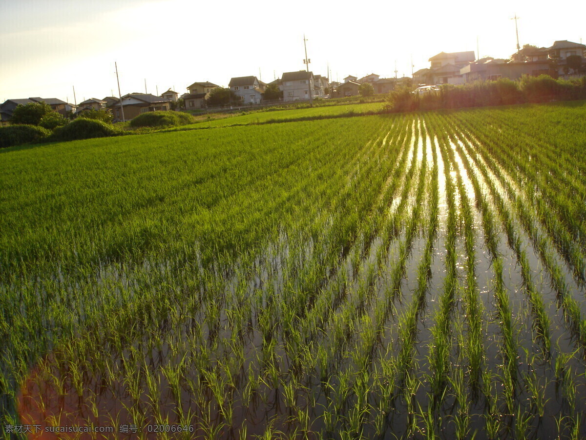 水稻幼苗 水稻 幼苗 稻苗 稻田 水稻田 秧 秧苗 夏耕 农田 水田 粮食 摄影图片 现代科技 农业生产