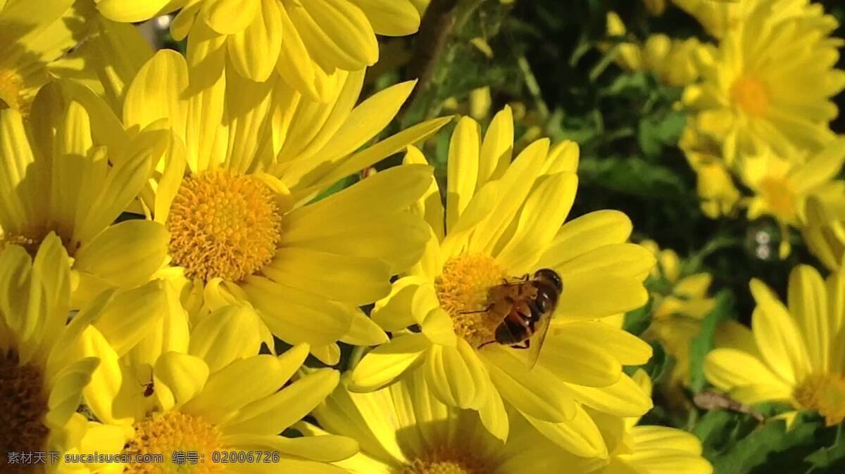 bee pollinating 一个 好奇 蚂蚁 动物 自然 蜜蜂 黄色的 富美家 猿 花园 传粉 漏洞