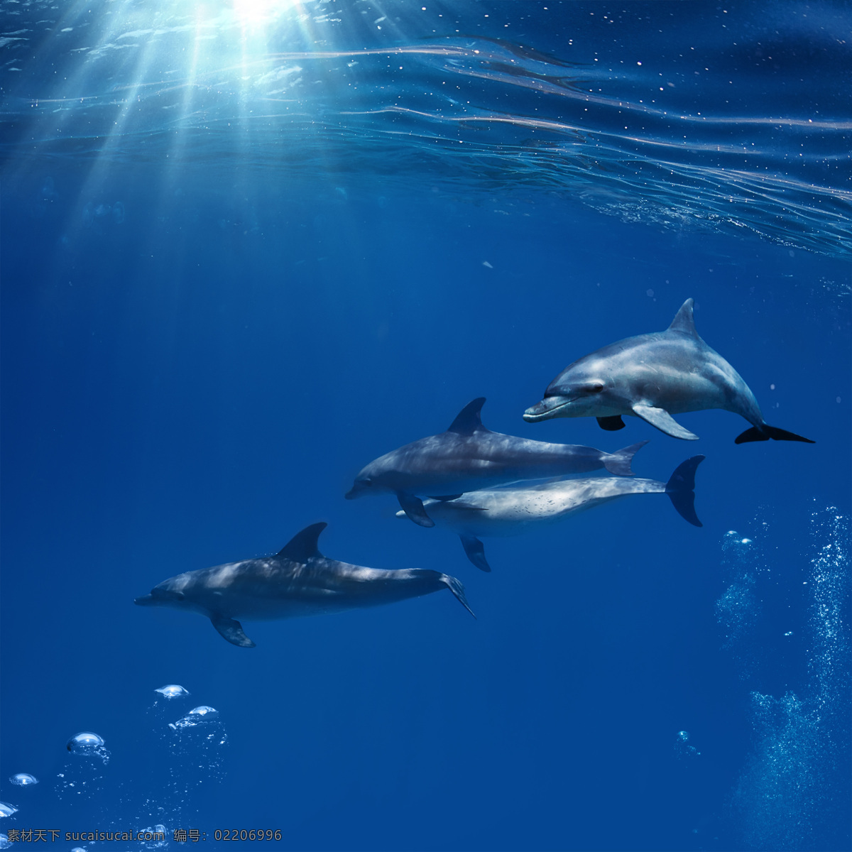 海底的海豚 海豚 海底生物 水中生物 海洋生物 海洋动物 动物世界 生物世界 蓝色