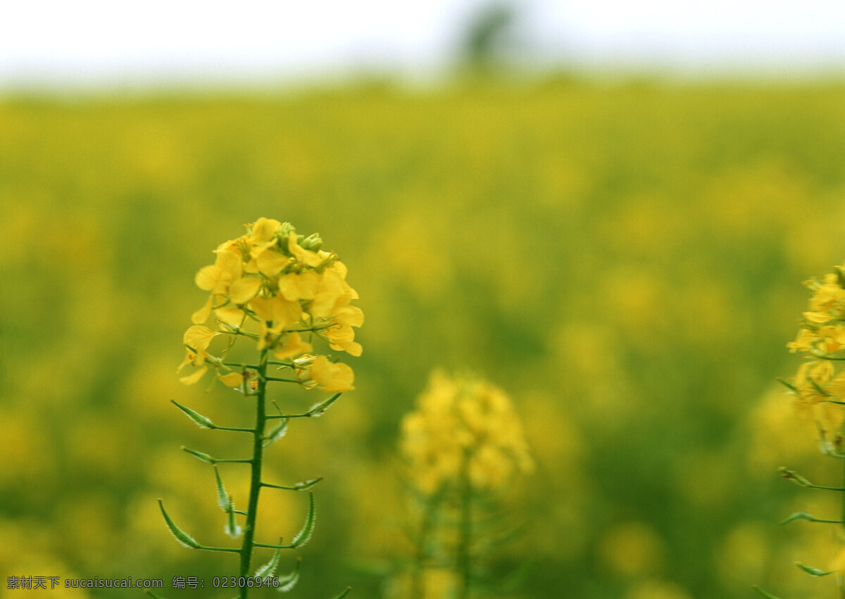 树 木 花 草 天 空 黄色