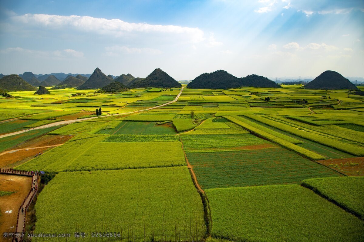 油菜花田 油菜花 菜籽花 花田 乡村风光 田园风光 田间美景 自然景观