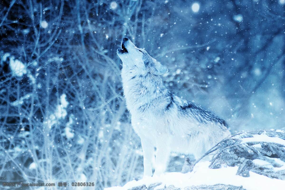 狼 动物 野兽 男装 品牌 服饰 服装 背景 雪景 资源共享 生物世界 野生动物