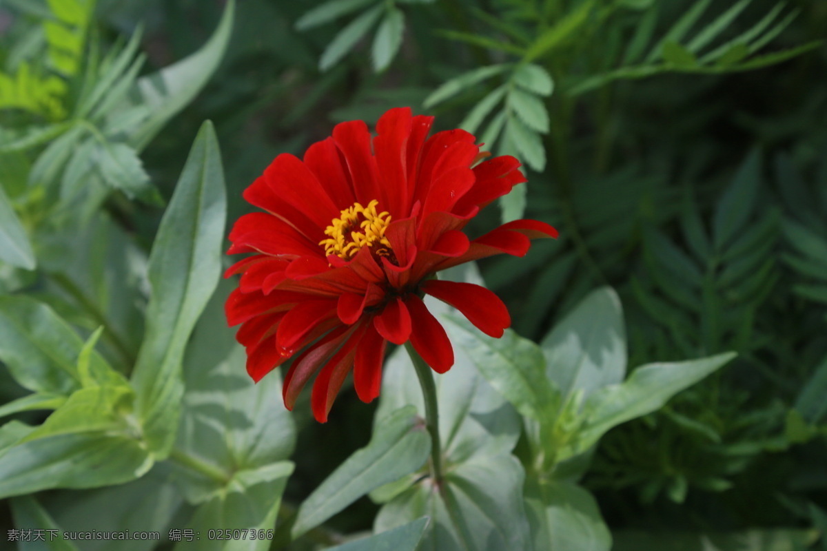 百日草 百日菊 花卉 花朵 花瓣 草花 绿化景观 植物 花儿 花蕊 观赏花卉 生物世界 花草