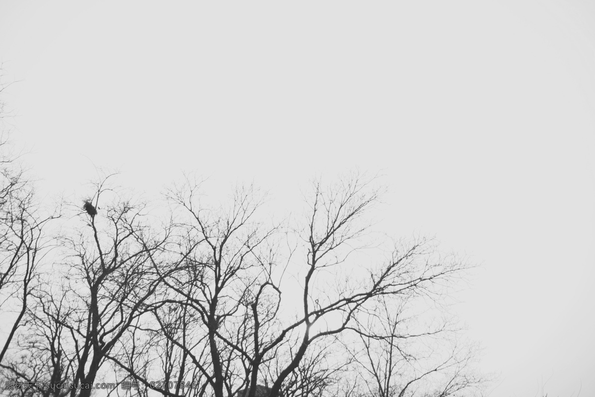 灰淡的树1 冬天 北京的冬天 树木 湖边 萧条 寂寞 凌烈 阳光 树 冬天的树 自然风景 自然景观