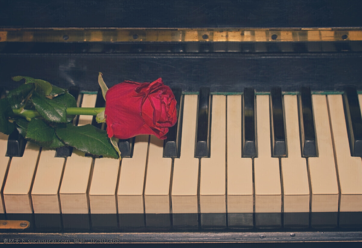 玫瑰花 钢琴 乐器 音乐主题 影音娱乐 音乐器材 生活百科