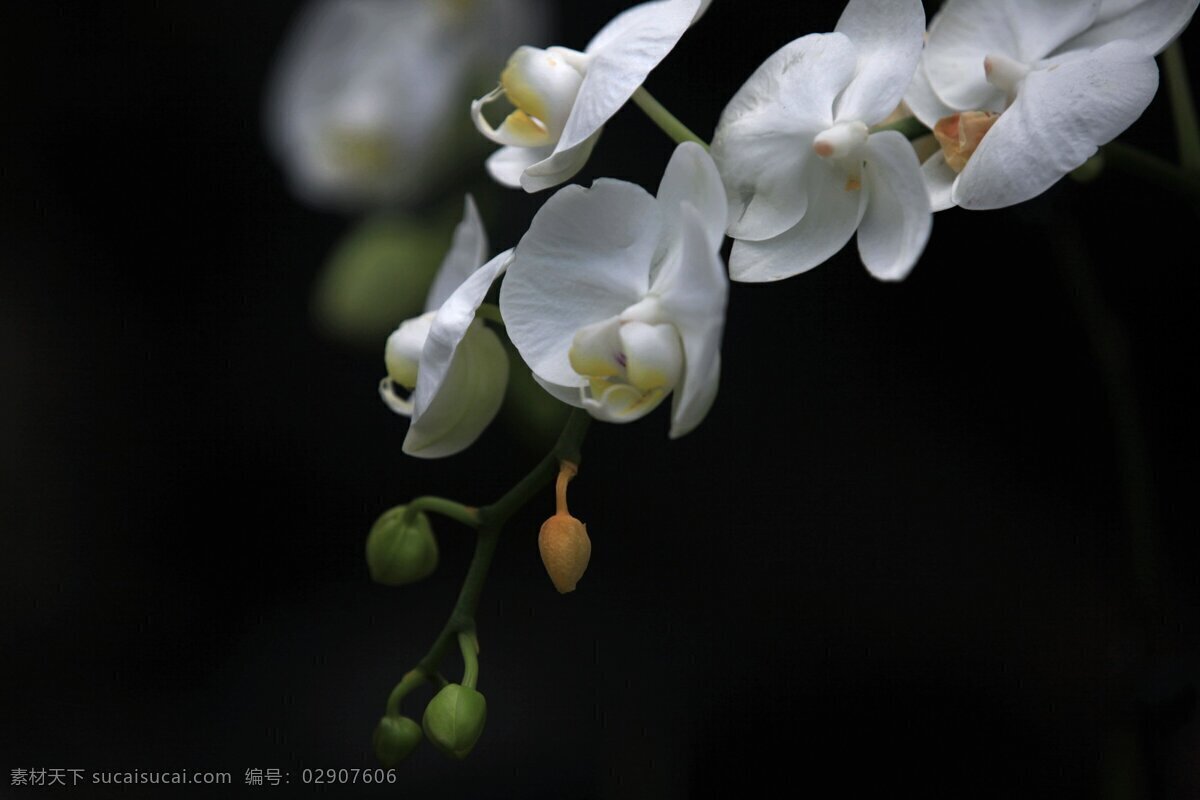 纯洁 白色 蝴蝶兰 花卉 花朵 花草 兰花