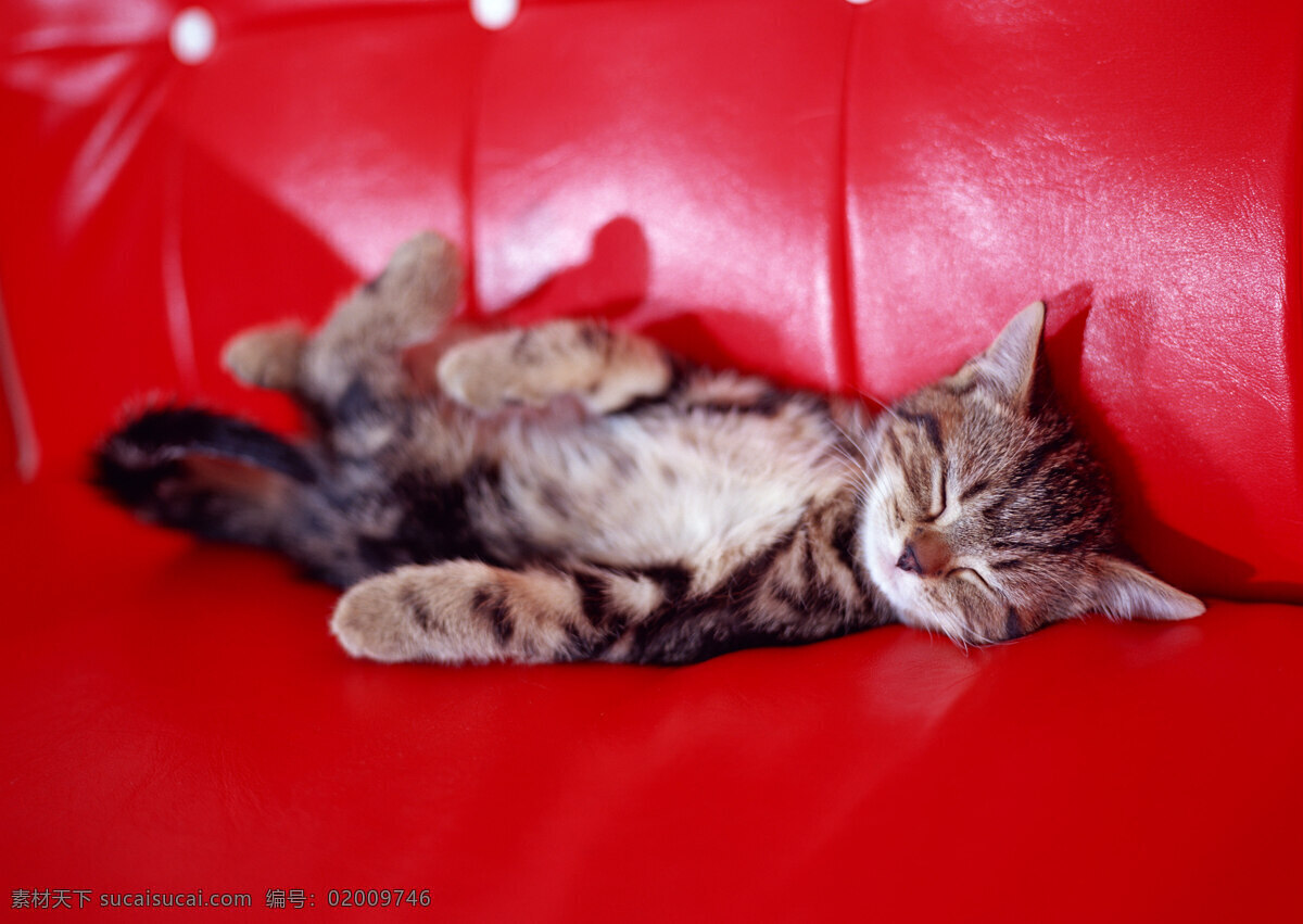 红色 沙发 上 睡觉 小猫 动物摄影 宠物 猫 可爱的猫 家猫 猫咪 小猫图片 家禽家畜 生物世界 猫咪图片