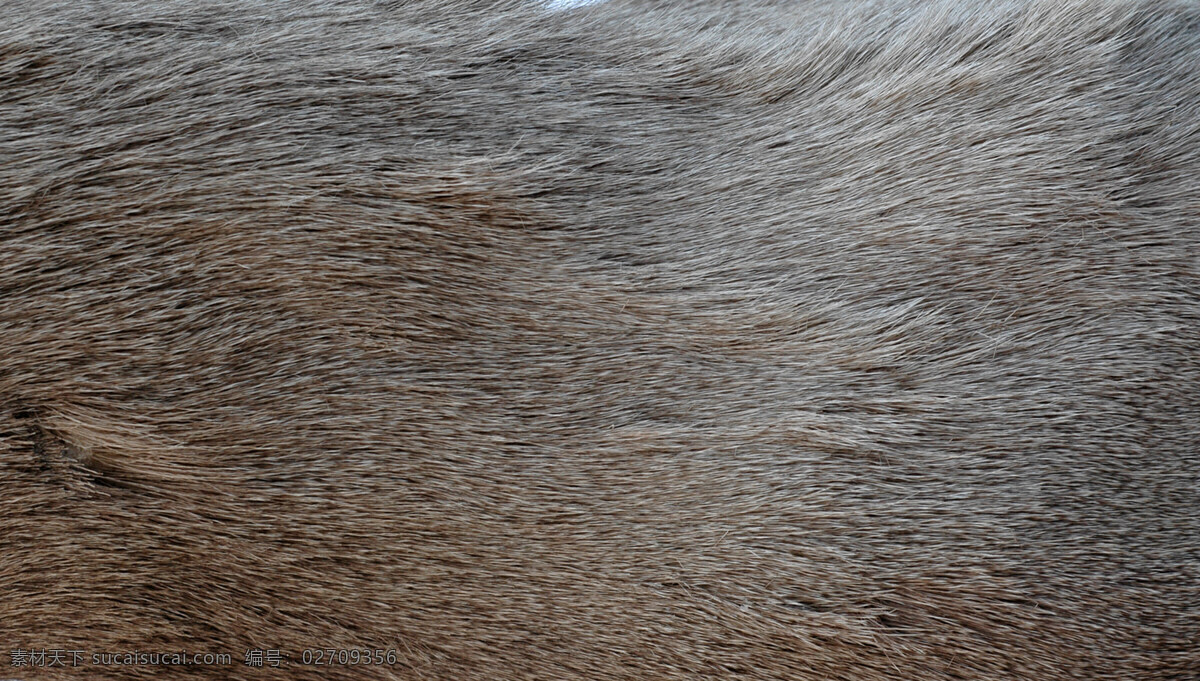 动物毛皮 贴图 材质 毛皮 皮毛 其他生物 生物世界