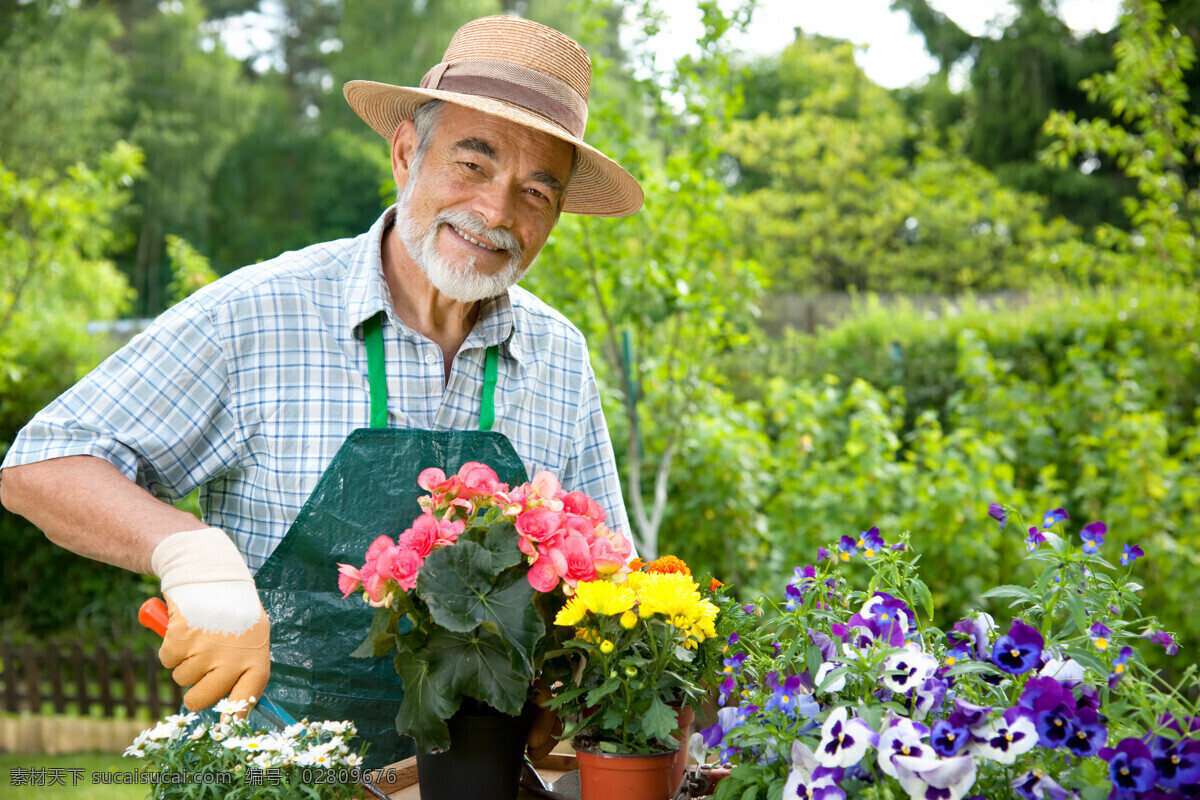 爱护 花朵 老爷爷 植物花朵 种值 园 幸福的老人 老人生活 老男人 老年人物 老人图片 人物图片