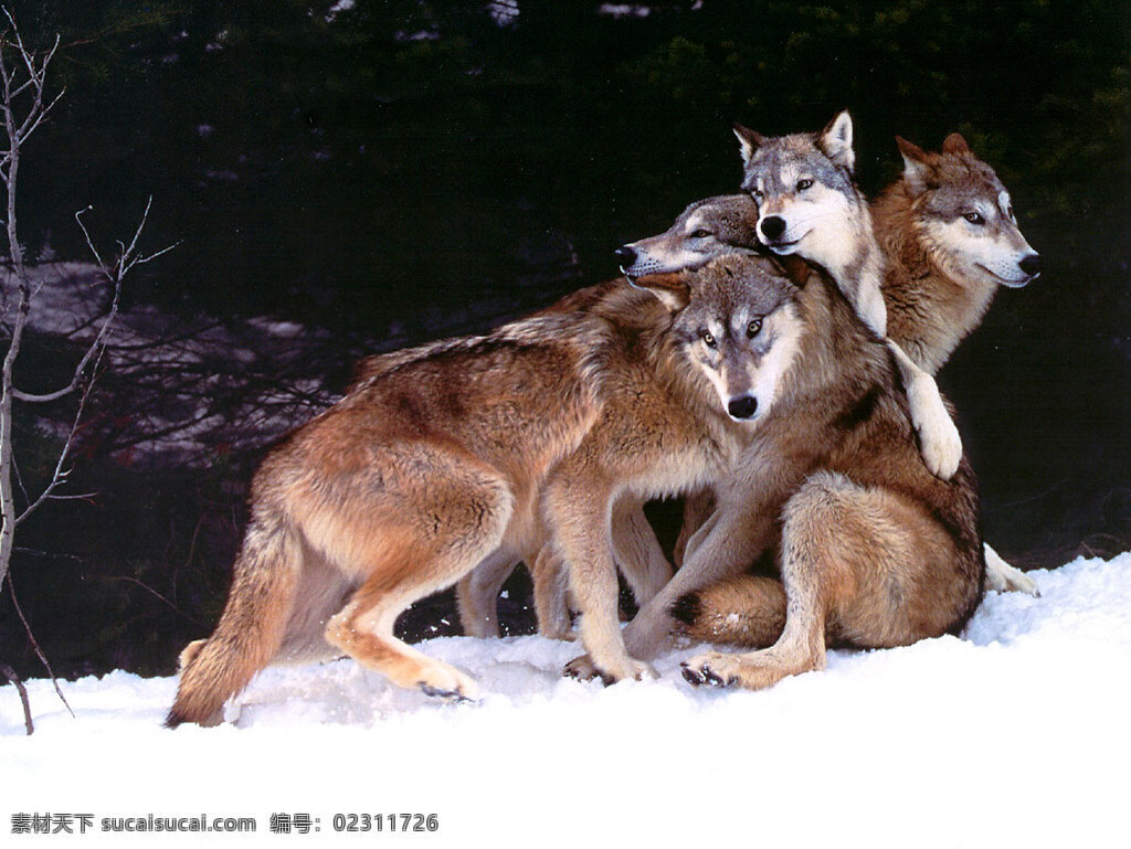 群狼 动物 狼 生物世界 野生动物 摄影图库