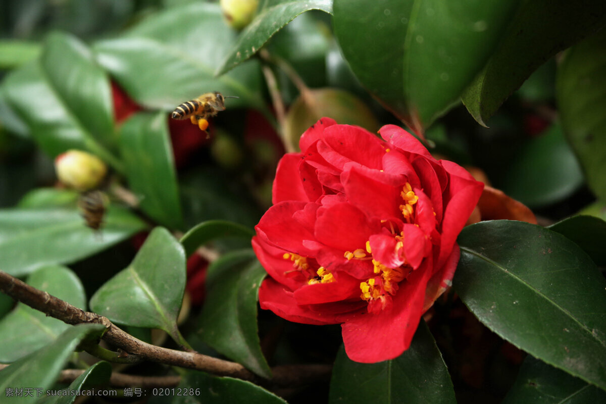 红花 山茶花 茶花 绿叶 单瓣茶花 重瓣茶花 红山茶花 红山茶 生物世界 花草