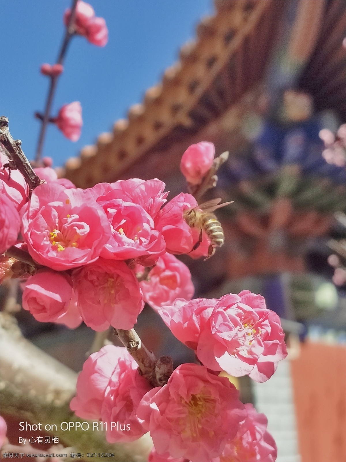 桃花 红花 梅花 蜜蜂 建筑 自然景观 风景名胜
