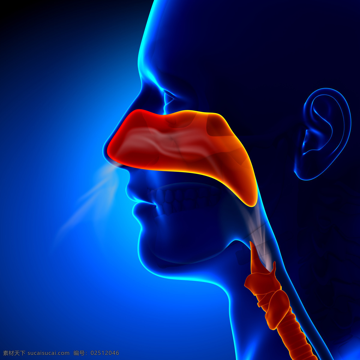 鼻子 咽喉 部位 鼻子咽喉部位 喉管 人体器官 身体 人类身体 绚光身体 其他人物 人物图库 医疗护理 现代科技