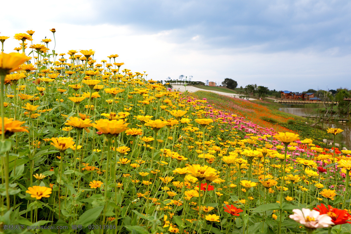 鲜花 五颜六色 高清 鲜艳 花 自然景观 田园风光
