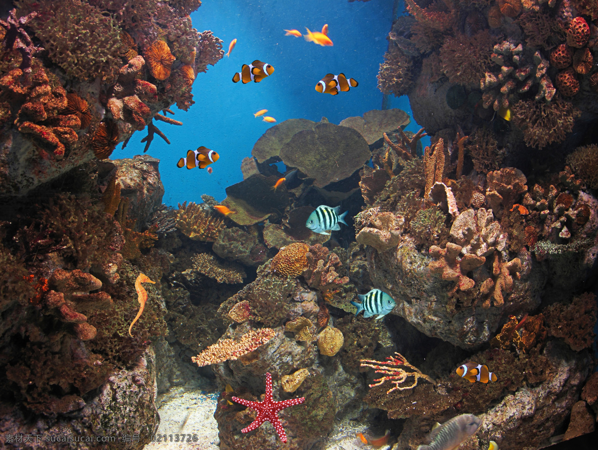 海洋 里 一群 鱼 海底鱼类动物 海底世界 海水 海洋生物 鱼类动物 海鱼 鱼类 海洋海边 自然景观 黑色