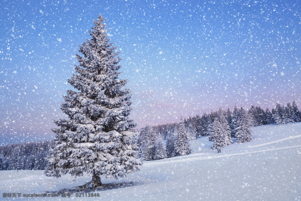 冬天 自然风光 背景 松树 下雪 圣诞树 冬季 景观 底纹背景 圣诞节 雪景 雪地 自然风景 自然景观 蓝色